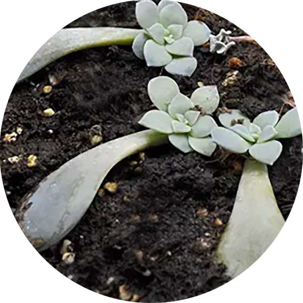 Propagating baby succulent plants