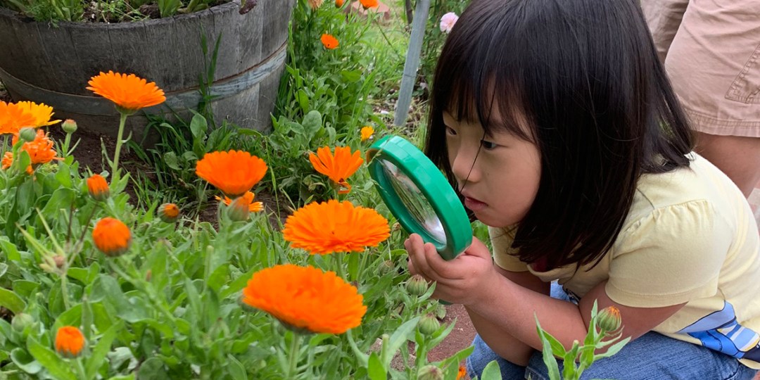 A kid holding up a hand lens, squatting down and looking at an orange flower.