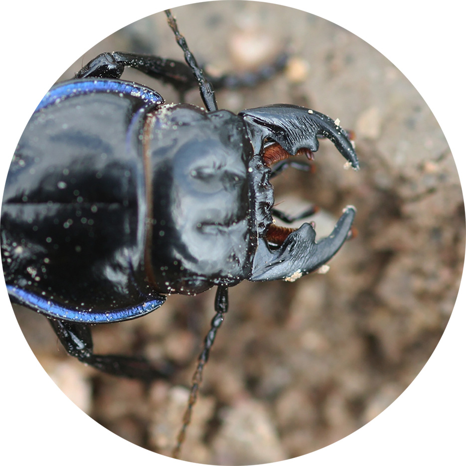 Ground beetle showing large mandibles