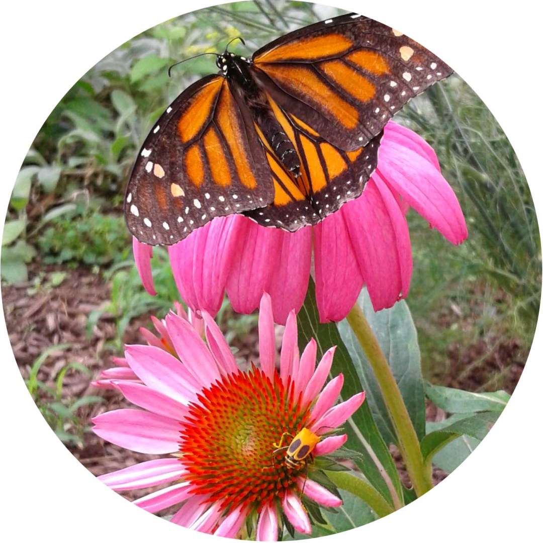A butterfly and a yellow insect visit bright pink flowers