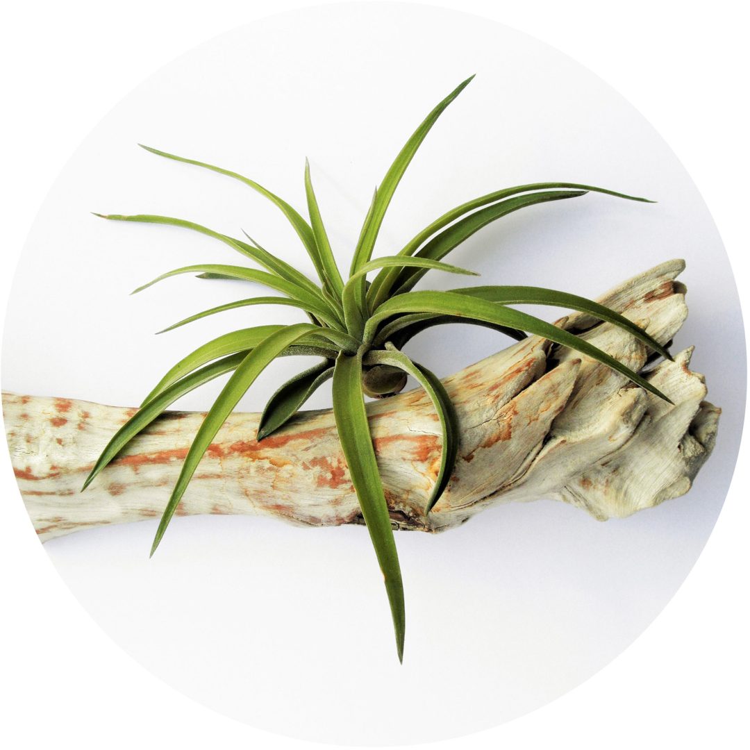 bromeliads