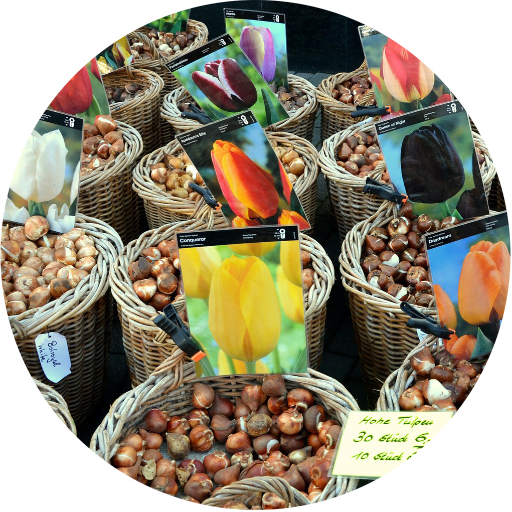 plant fall bulbs for spring blooms