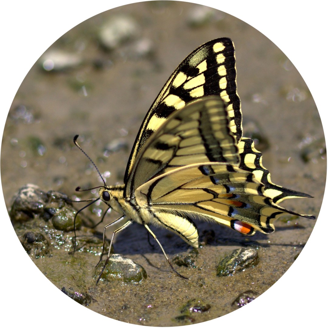 butterfly puddle