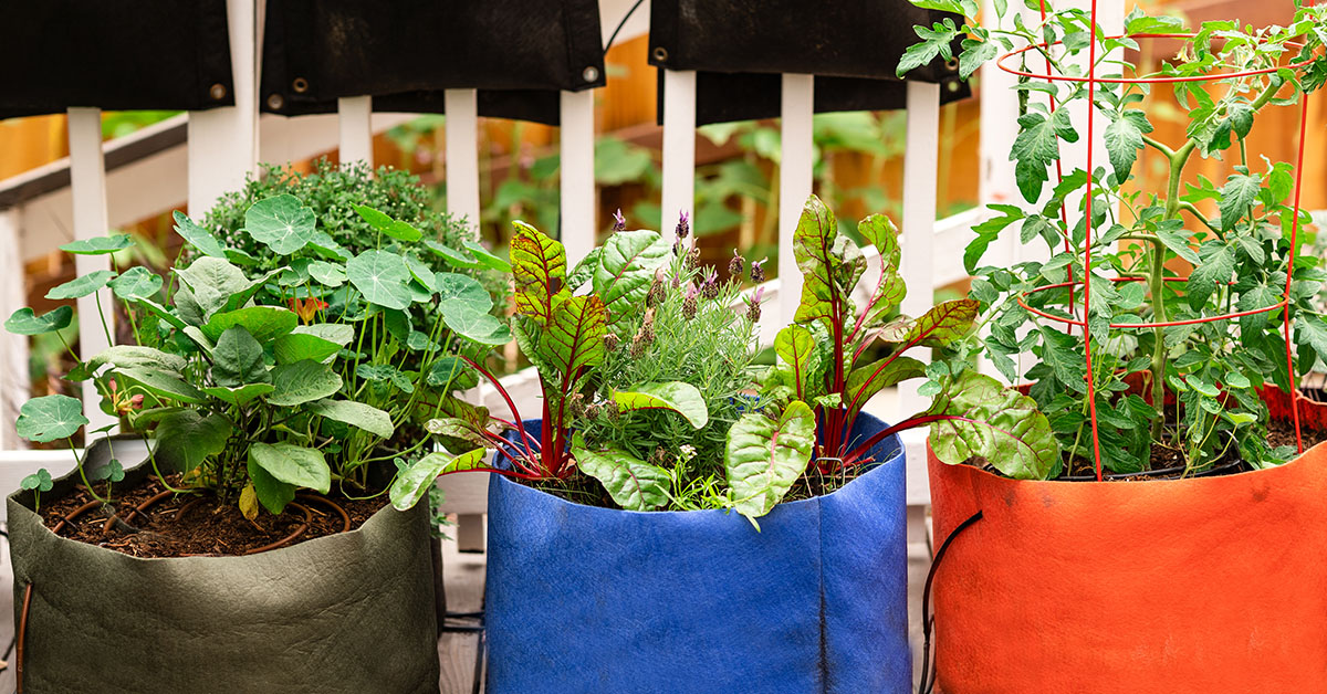 Container Garden Science & GIVEAWAY