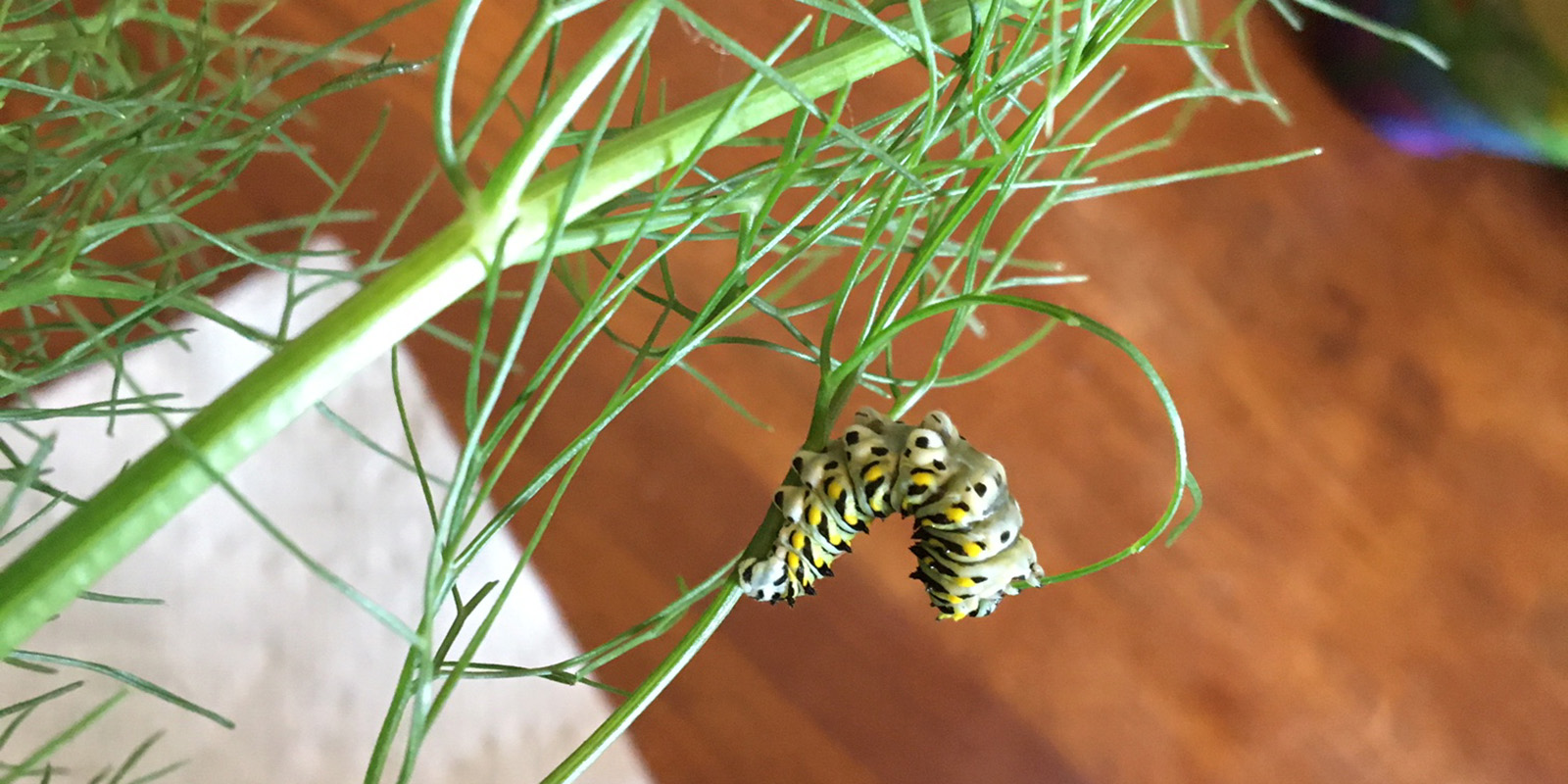 Dilly the Swallowtail Caterpillar
