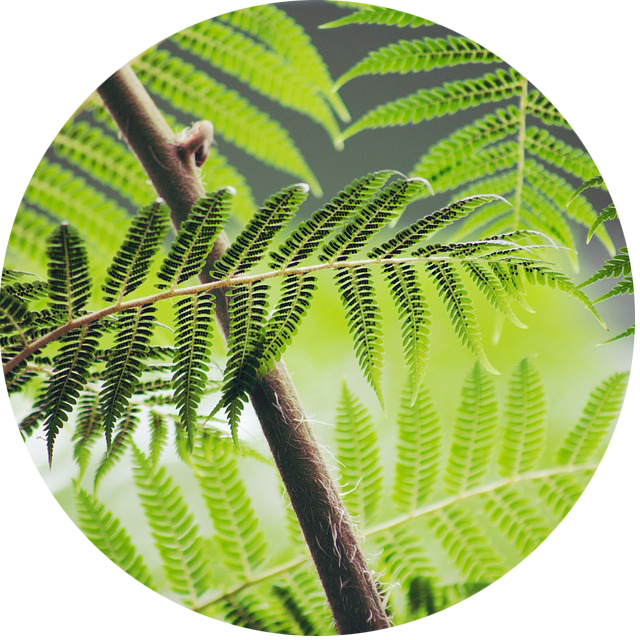 Example of ferns that can be used as plants in a dinosaur garden