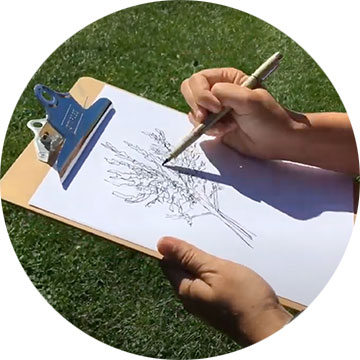 sketching a tree