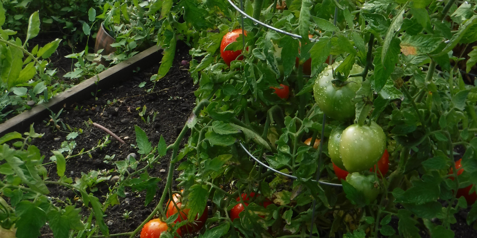 Caring for Tomatoes, by Emma Biggs
