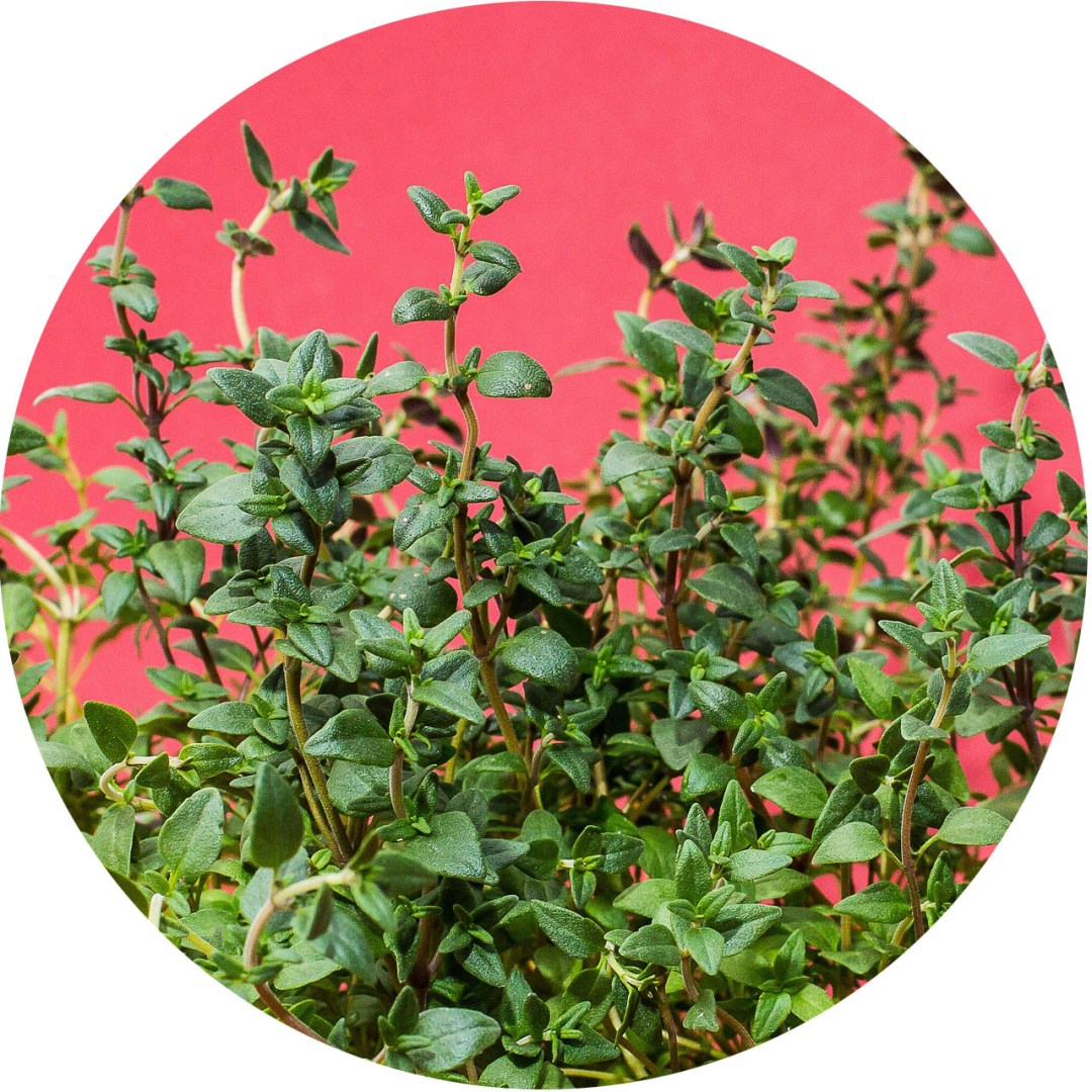 Exploring Herbs