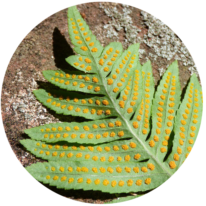 underside of a fern frond with orange clusters of spores
