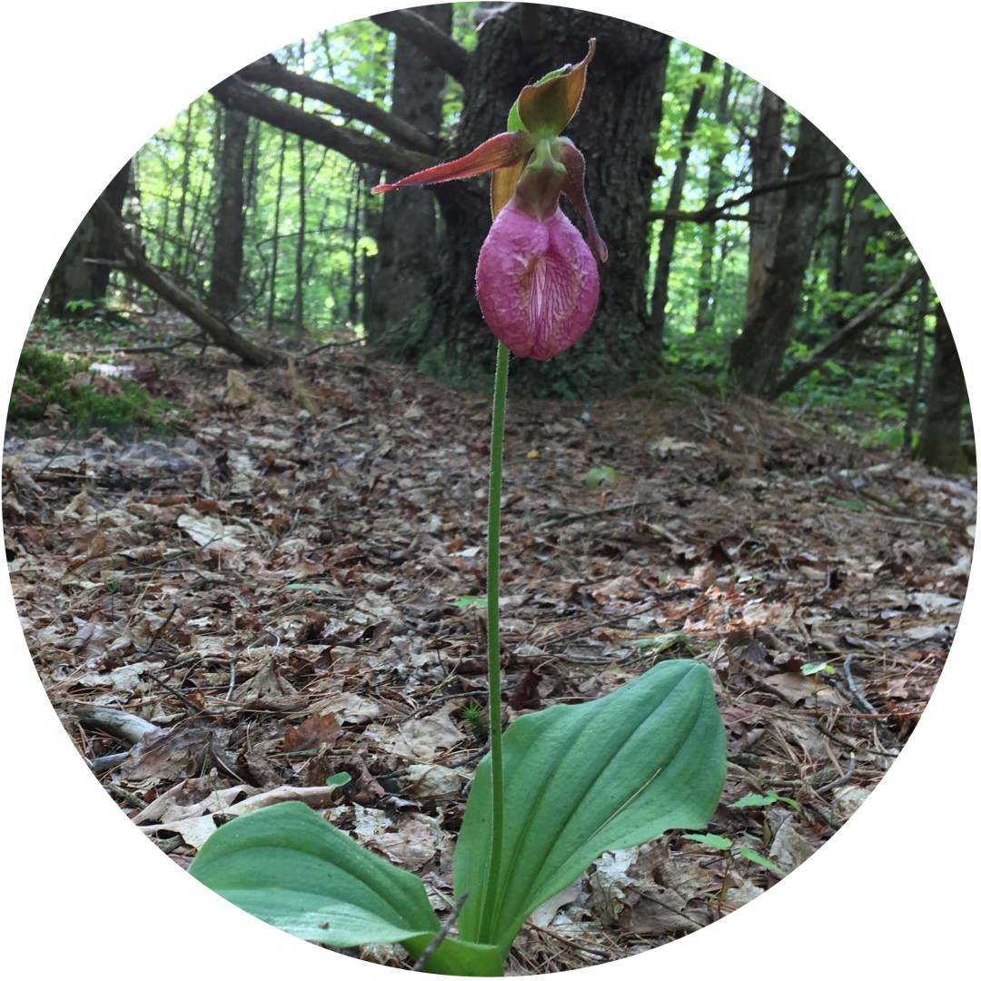 flower adaptations