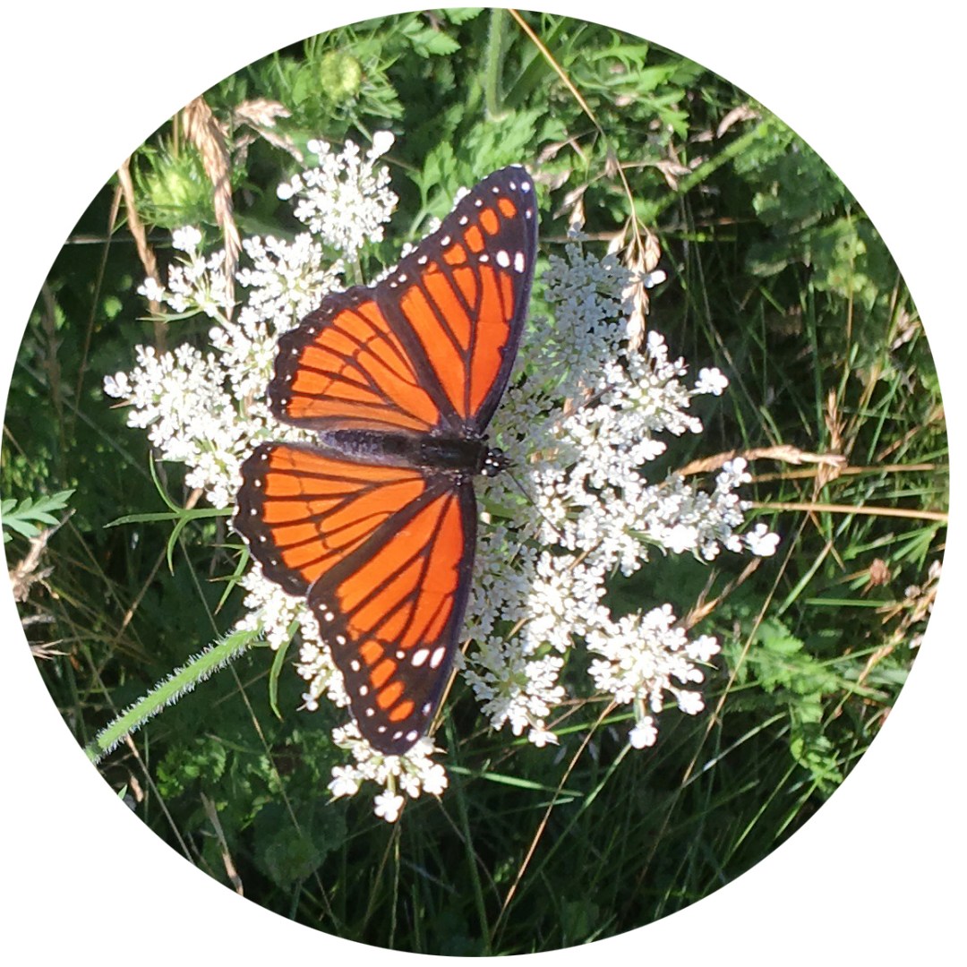 Plant families for pollinators