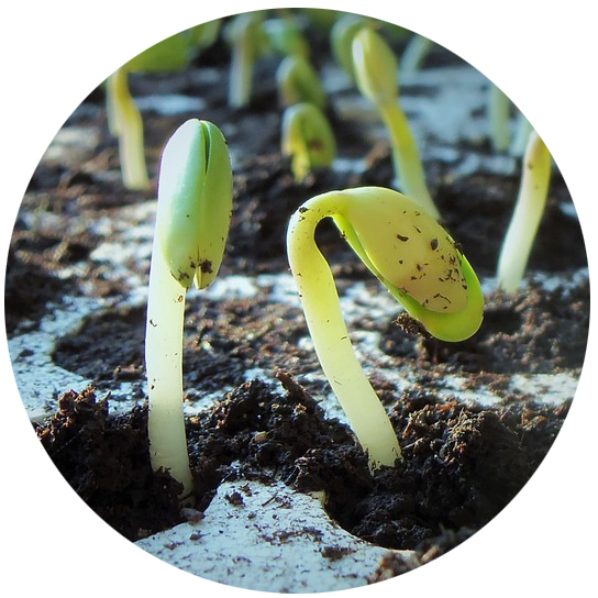 germination exploration