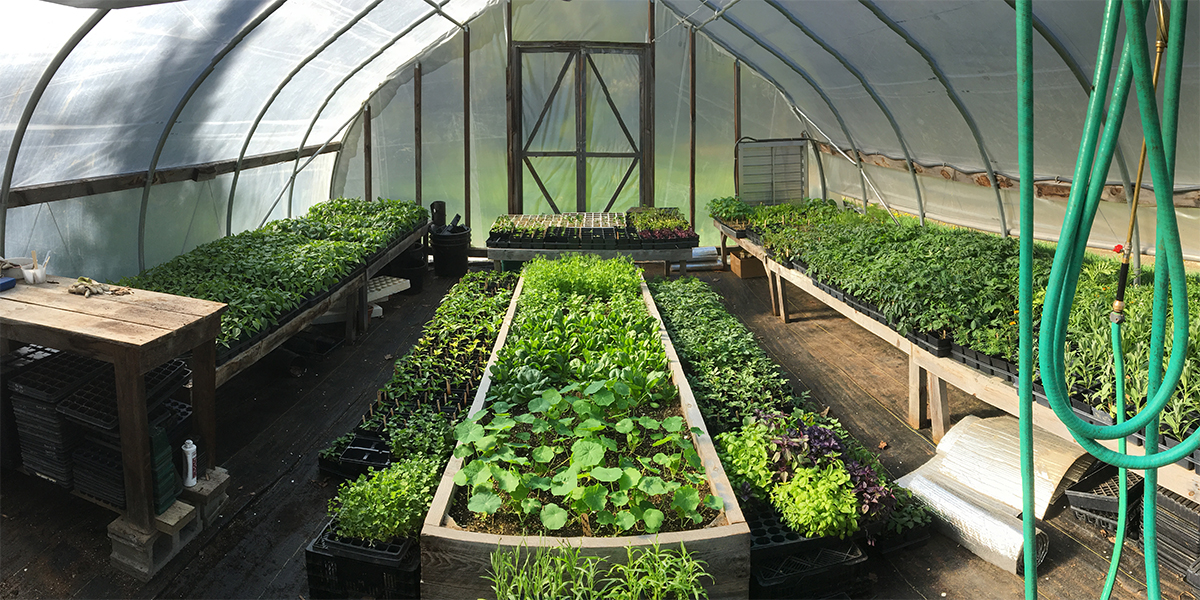 The Magic of Greenhouses