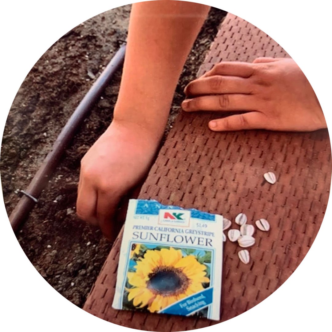 hands planting sunflower seeds