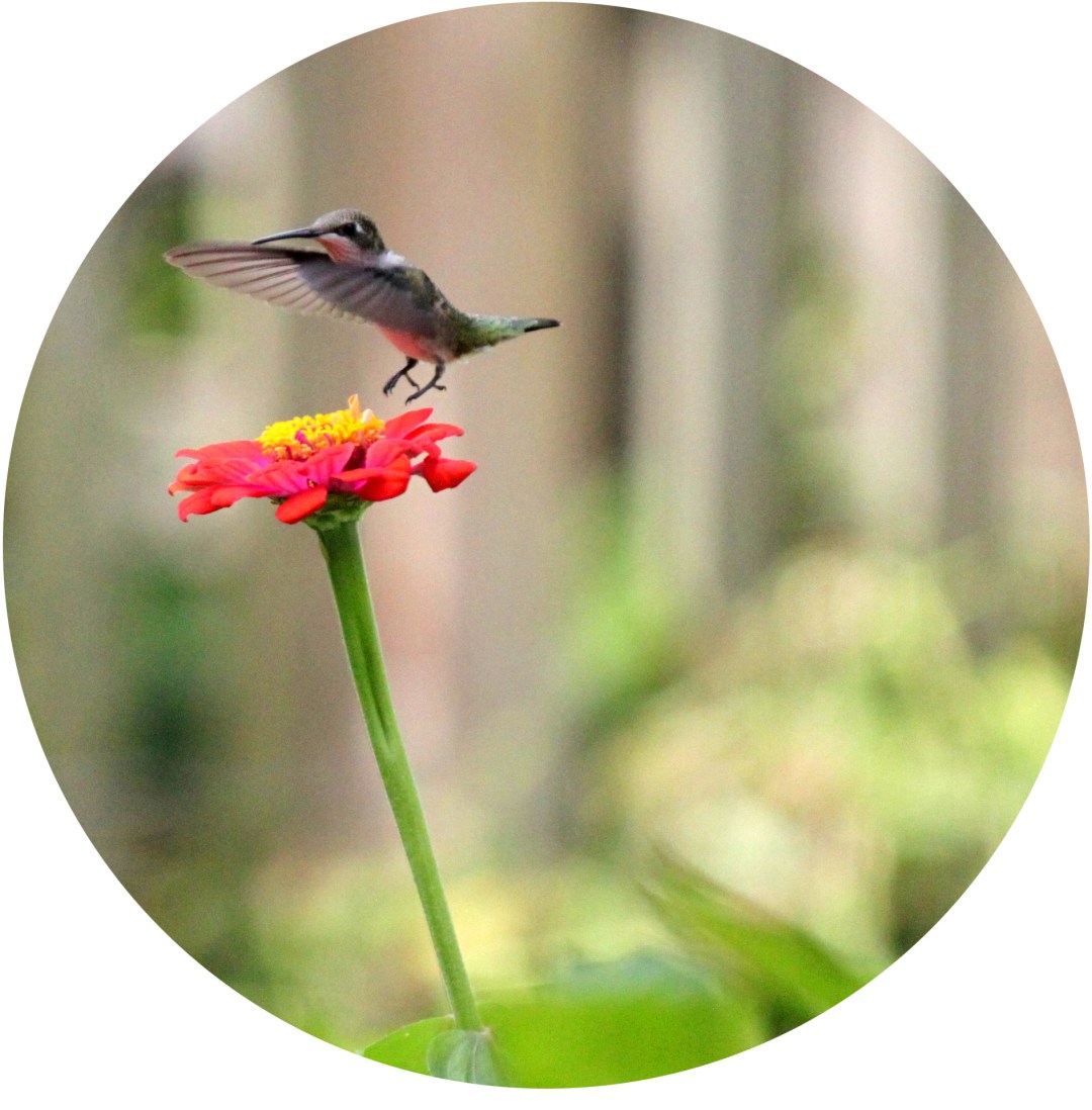Hummingbird activity