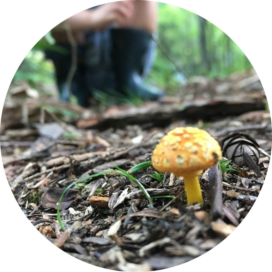 yellow mushroom in woods