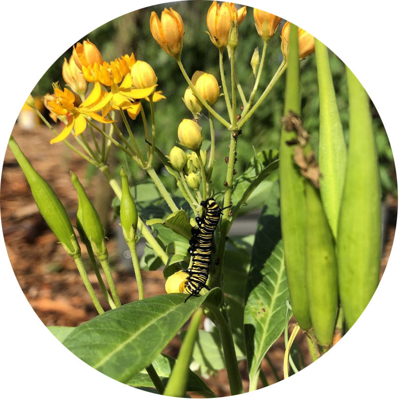 A monarch caterpillar crawls on a milkweed plant with yellow flowers