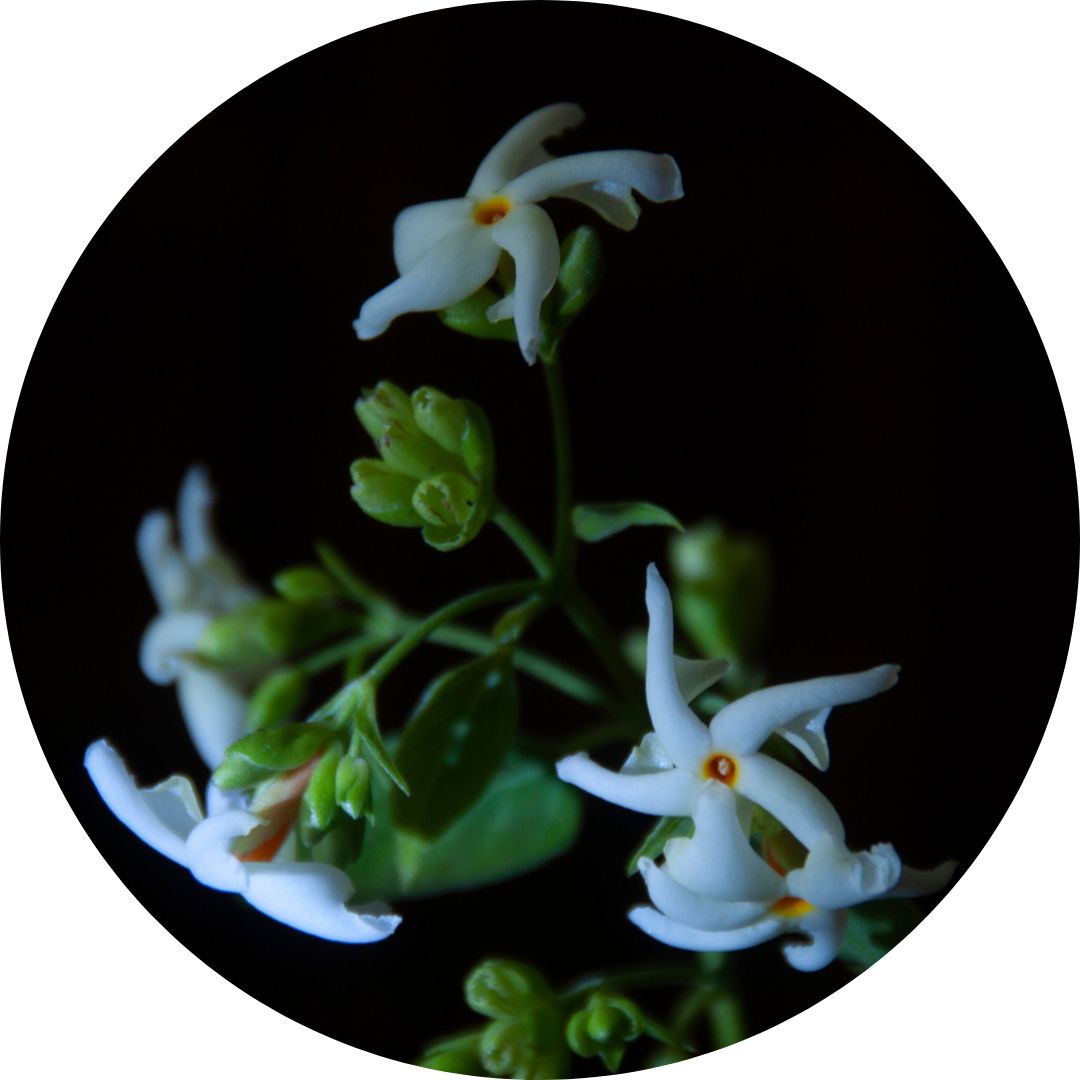 A white-flowered plant at night, with a black background