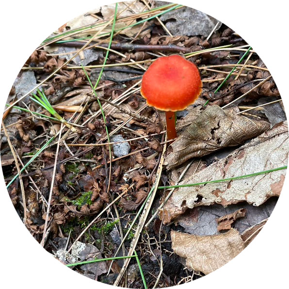 orange mushroom growing on forest floor