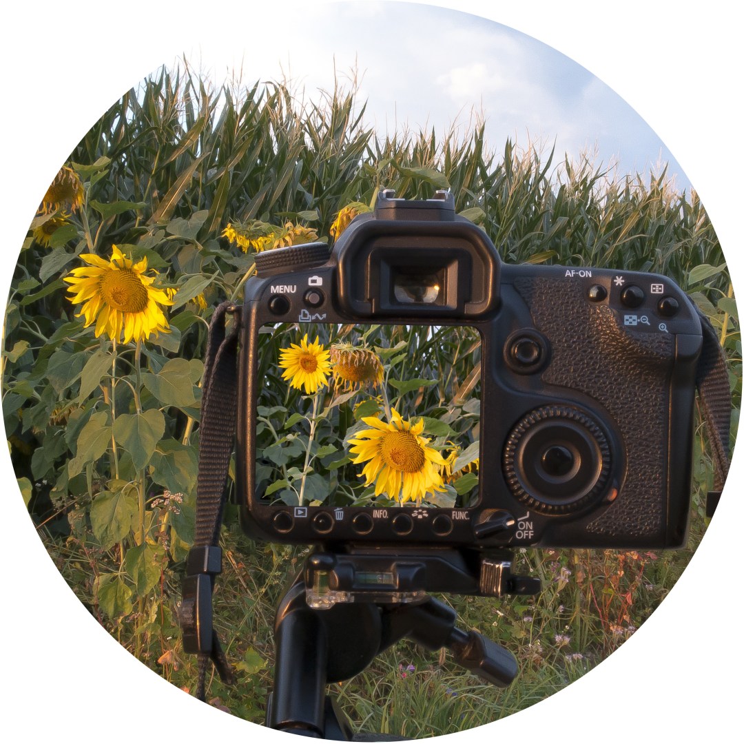 garden photography