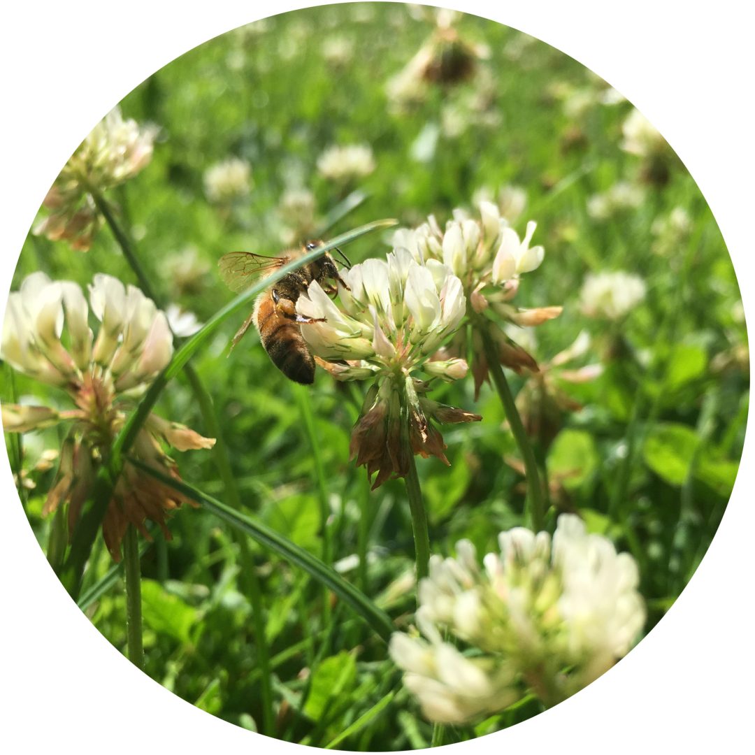 pollinator journal