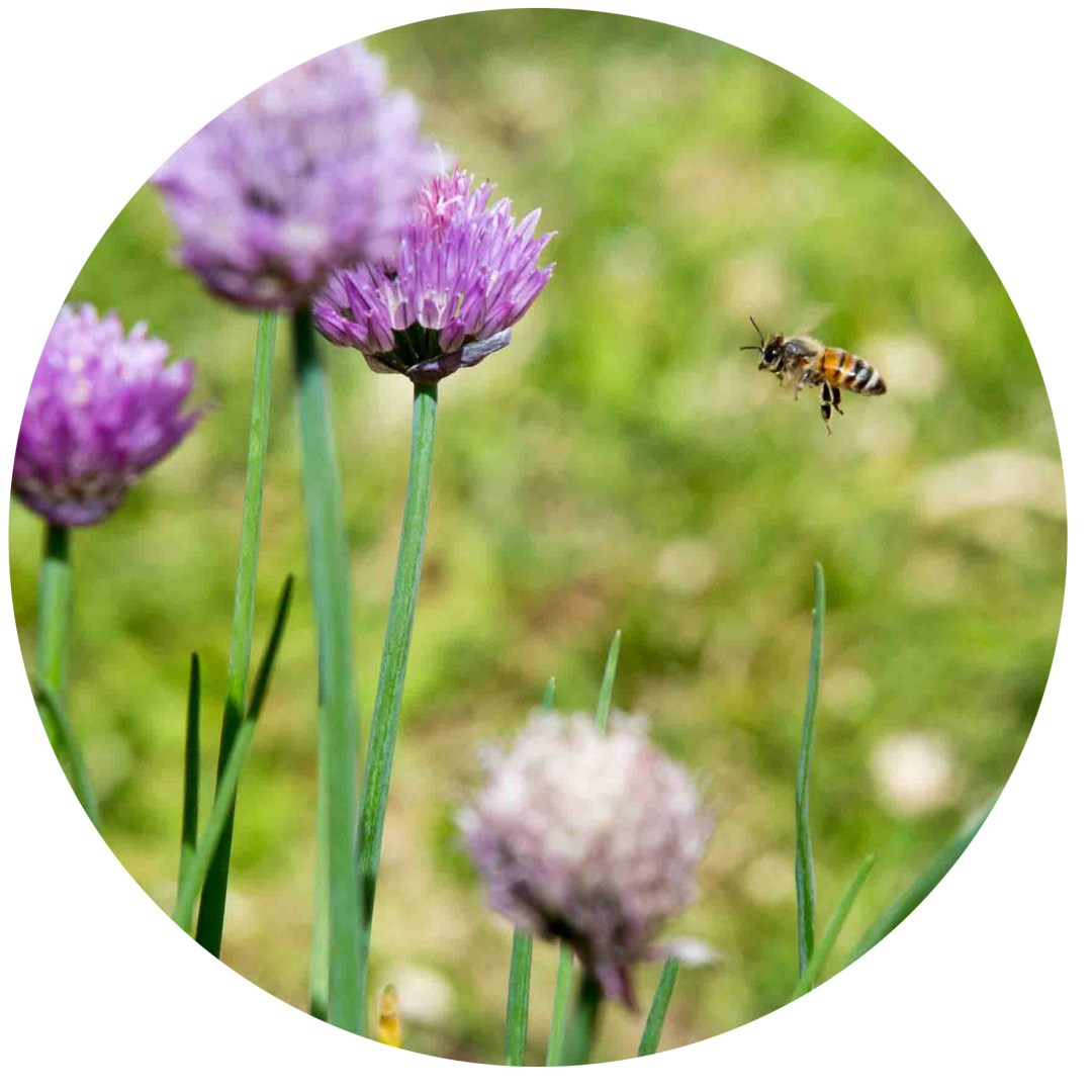 Bee flying up to purple flowers