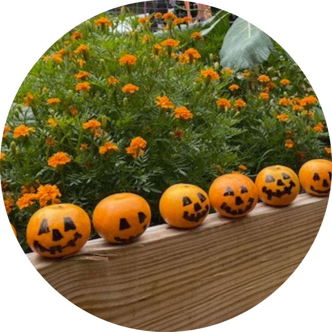 Pumpkins with jack-o-lantern faces painted on them, lined up on the edge of a garden bed with orange flowers in it