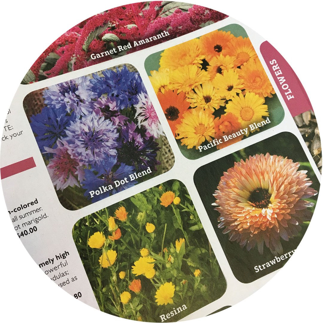 seed catalog fun