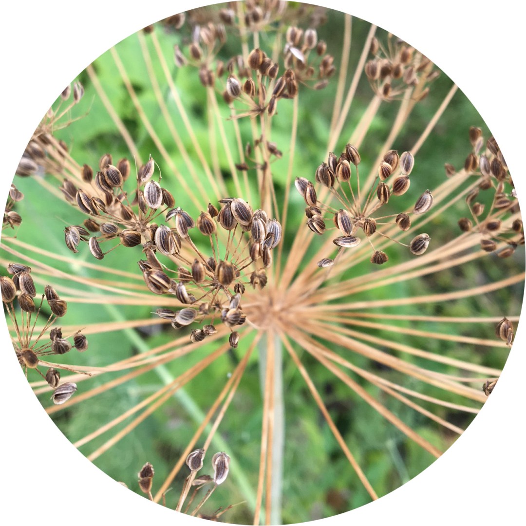 close up of dill seeds drying on plant for seed saving activity for kids