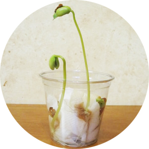 seed viewer