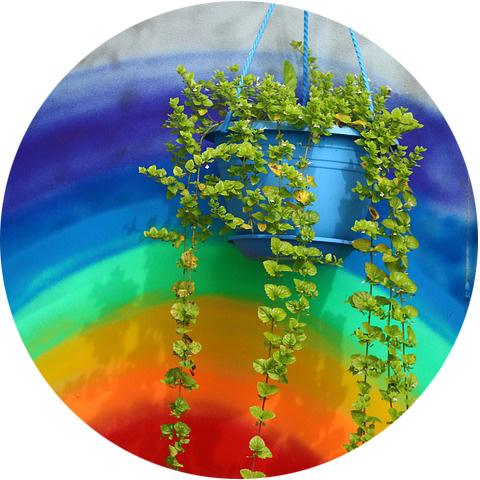 sensory garden