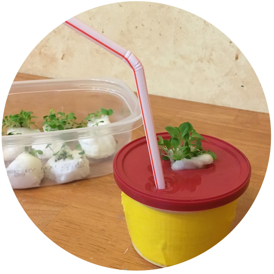 simple straw aeration hydroponic