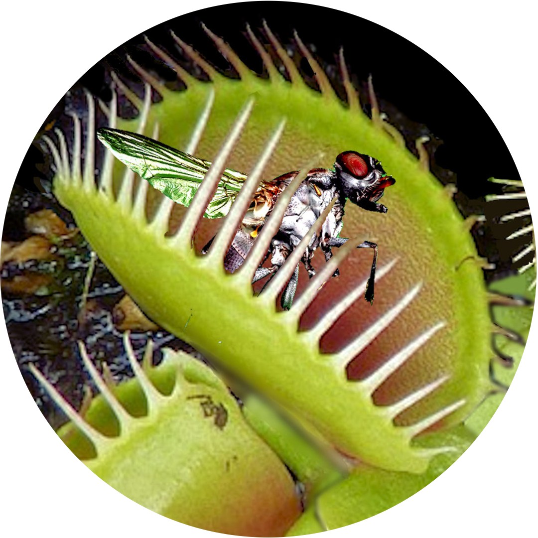 carnivorous plants