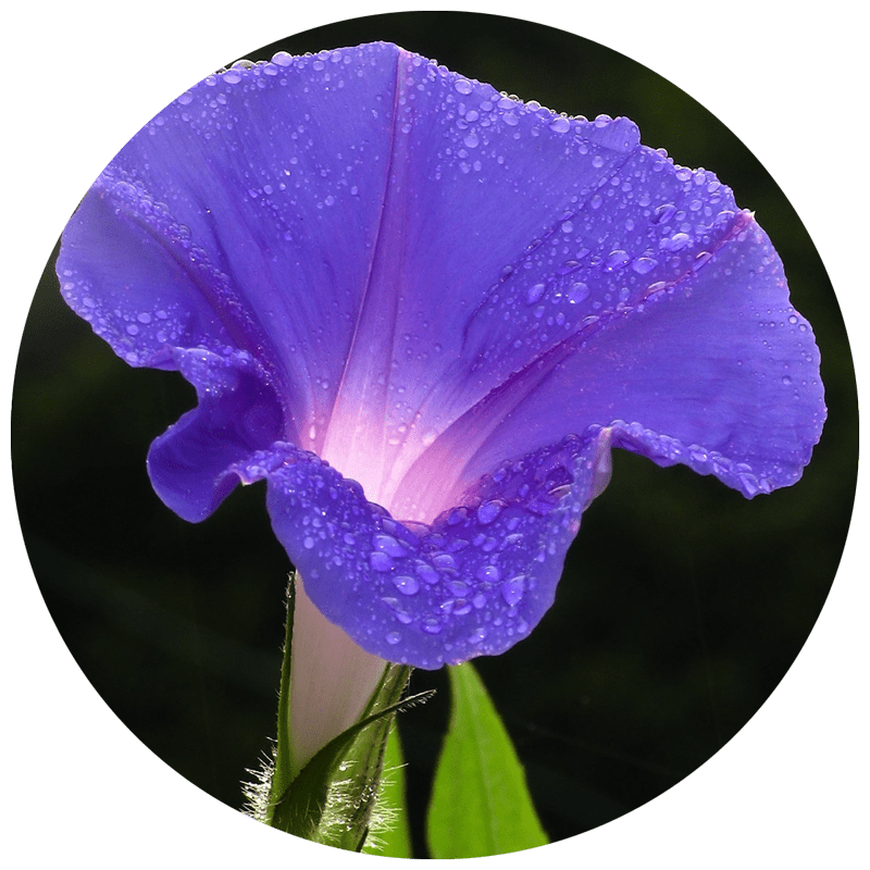 purple flower with drops of dew