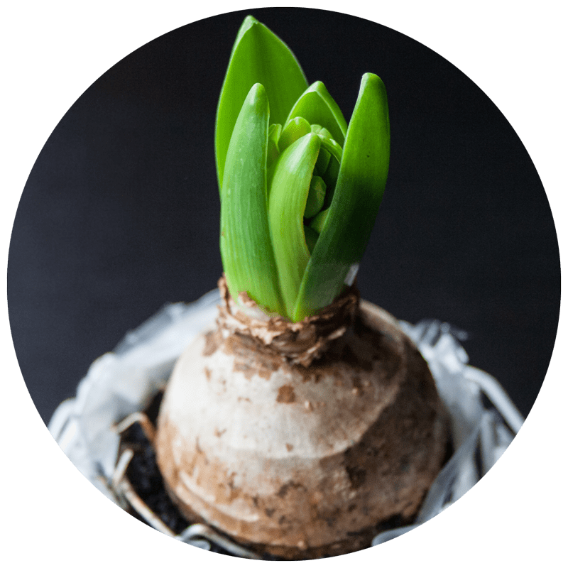 single bulb that is starting to sprout