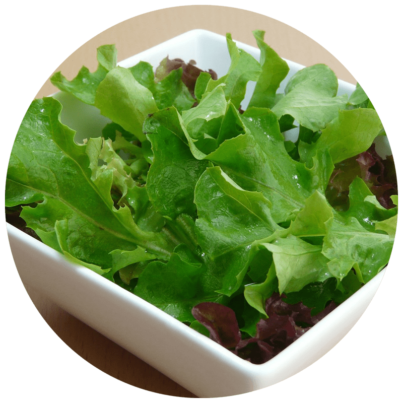 Container of fresh picked loose lettuce leaves and salad greens from the garden