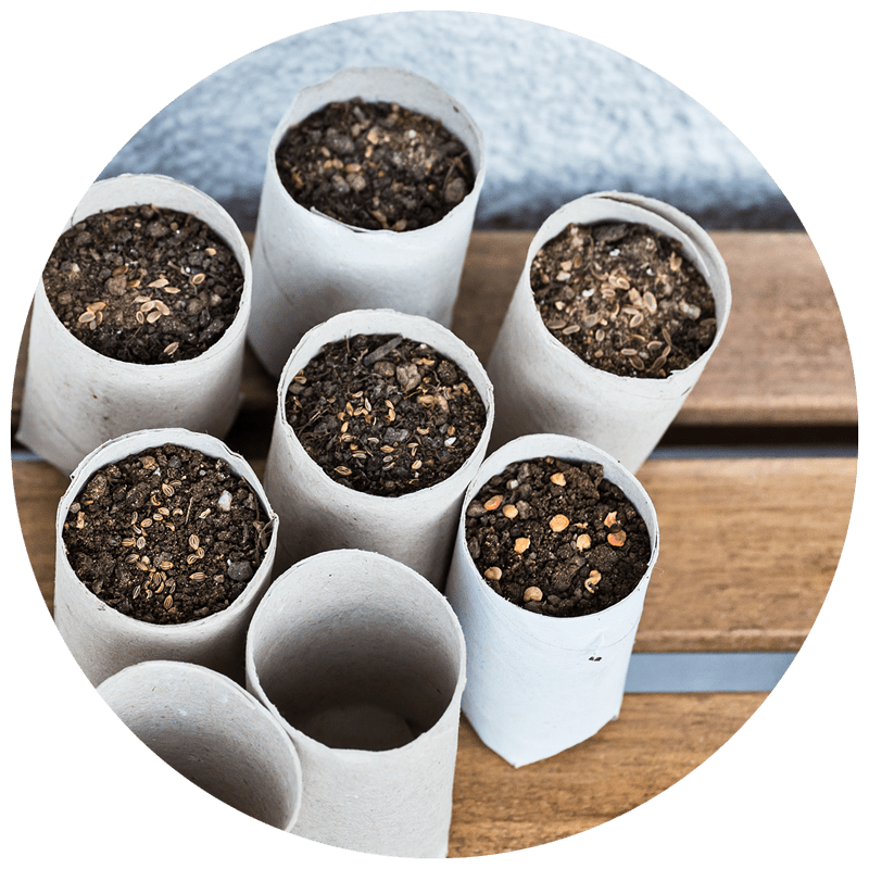 scrap paper pots that are filled with soil and starting to sprout seeds