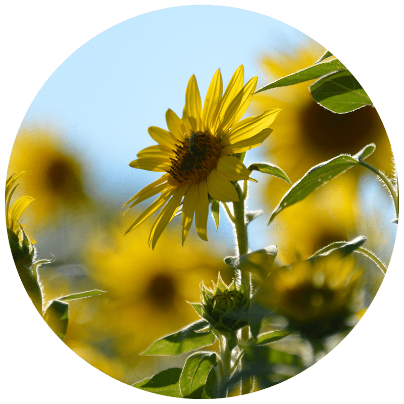 sunflower head