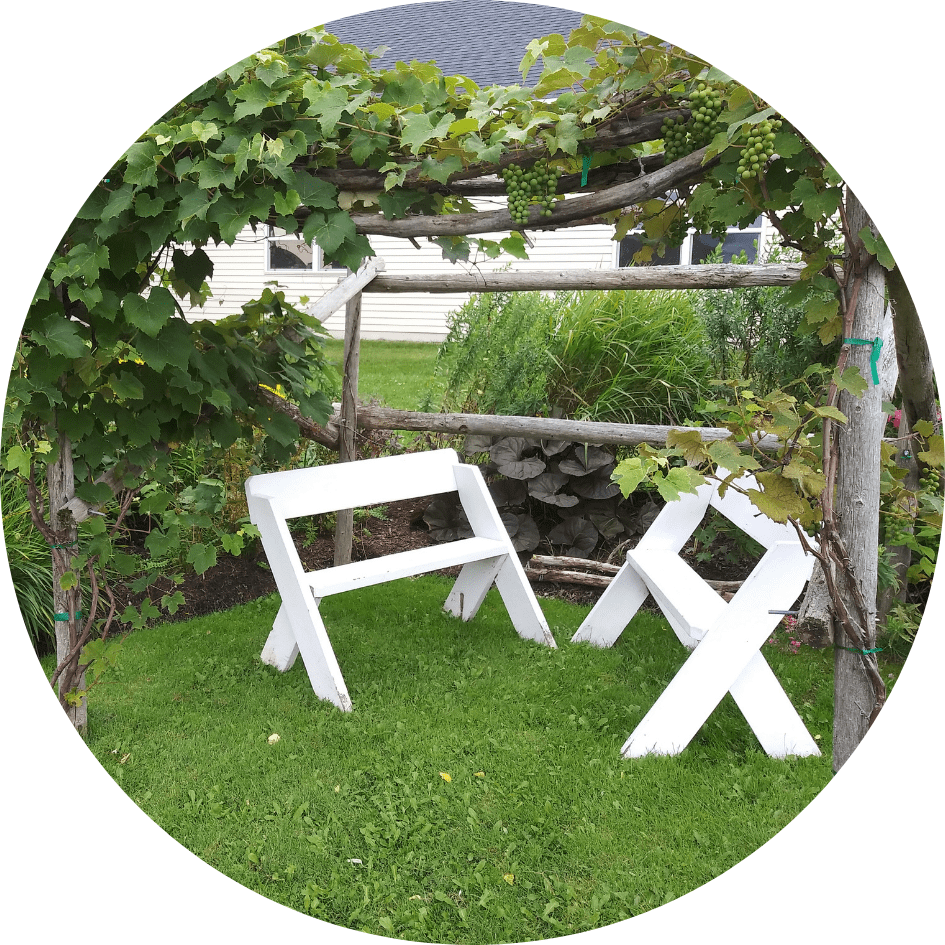 Two white benches in front of a garden area with plants growing on a trellis above the benches.