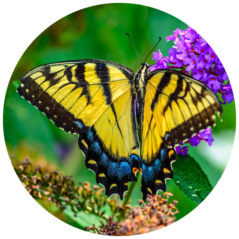 Yellow butterfly on a purple flower