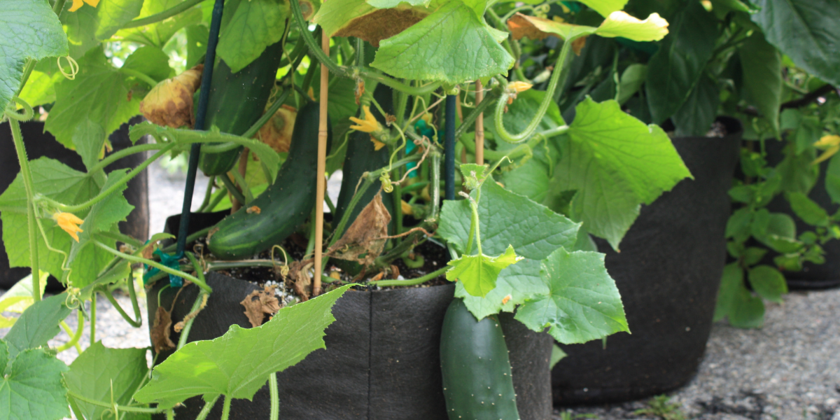 Quick Pickle Your Garden