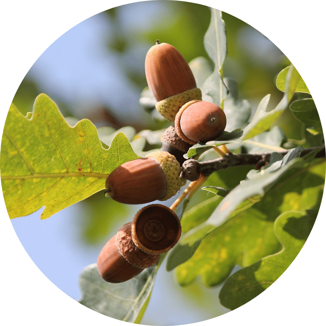 Acorns and oak leaves on a branch