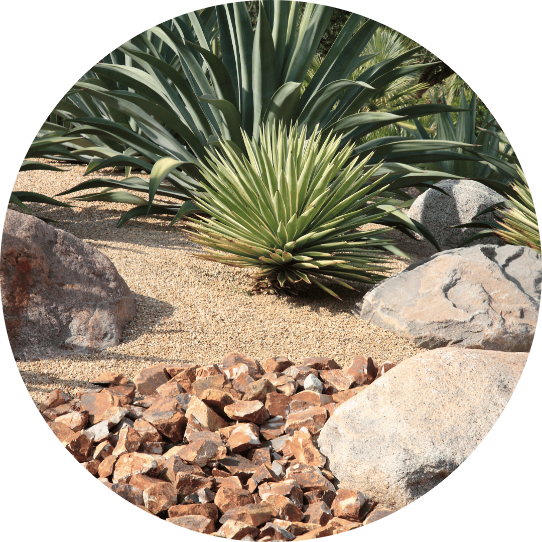 Desert plants in landscaping. There are cactus-like plants, rocks, and stone pathways.