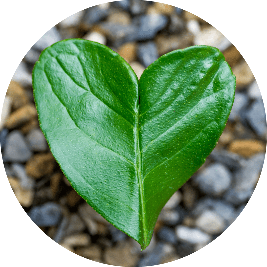 A plant leaf that looks like a heart