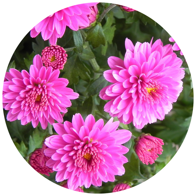 Close up of pink flowers in a garden in bloom