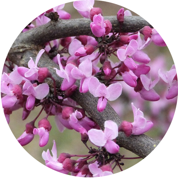 forcing winter blooms