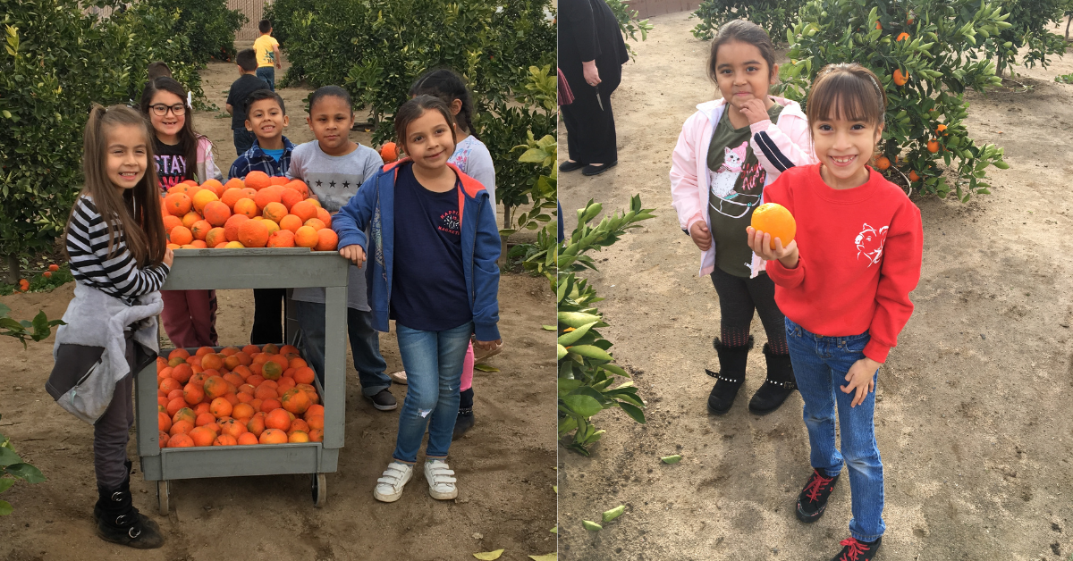 The Heritage Citrus Grove and Gardens Project