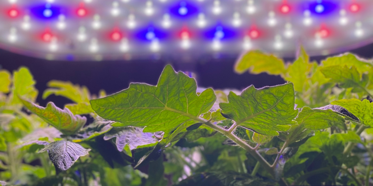 Discovering Through Hydroponics