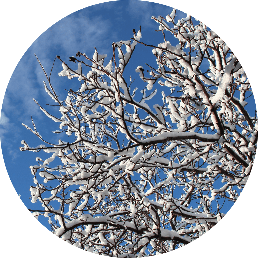 A snow-covered tree branch, with a blue sky in the background.